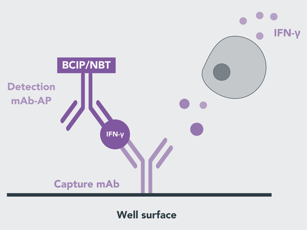 How does the EliSpot work?